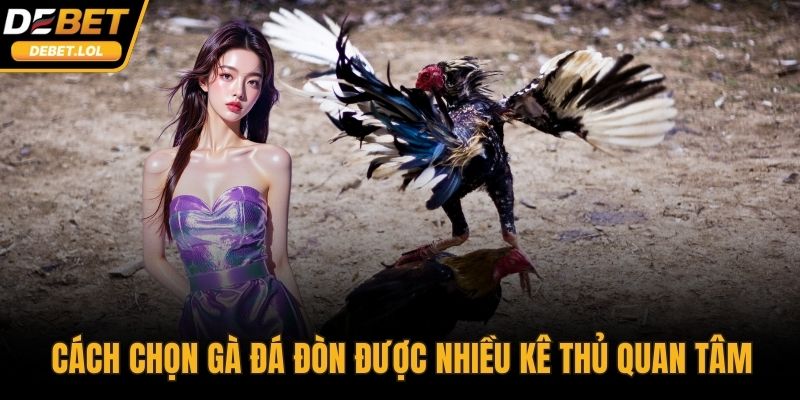 Cách chọn gà đá đòn là chủ đề được nhiều kê thủ quan tâm