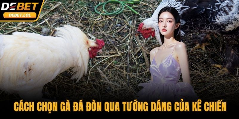 Cách chọn gà đá đòn qua tướng dáng của kê chiến