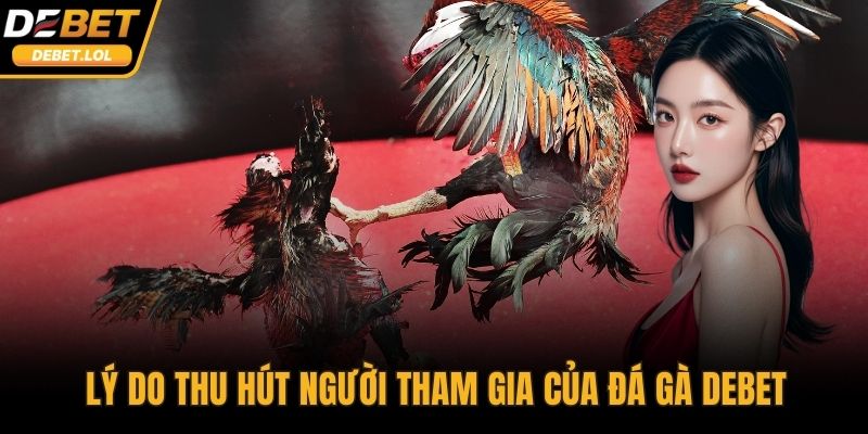 Lý do thu hút người tham gia của đá gà DEBET
