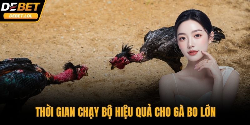 Thời gian chạy bộ hiệu quả cho gà bo lớn